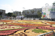 2009-09 Flowers in Rabin Sq